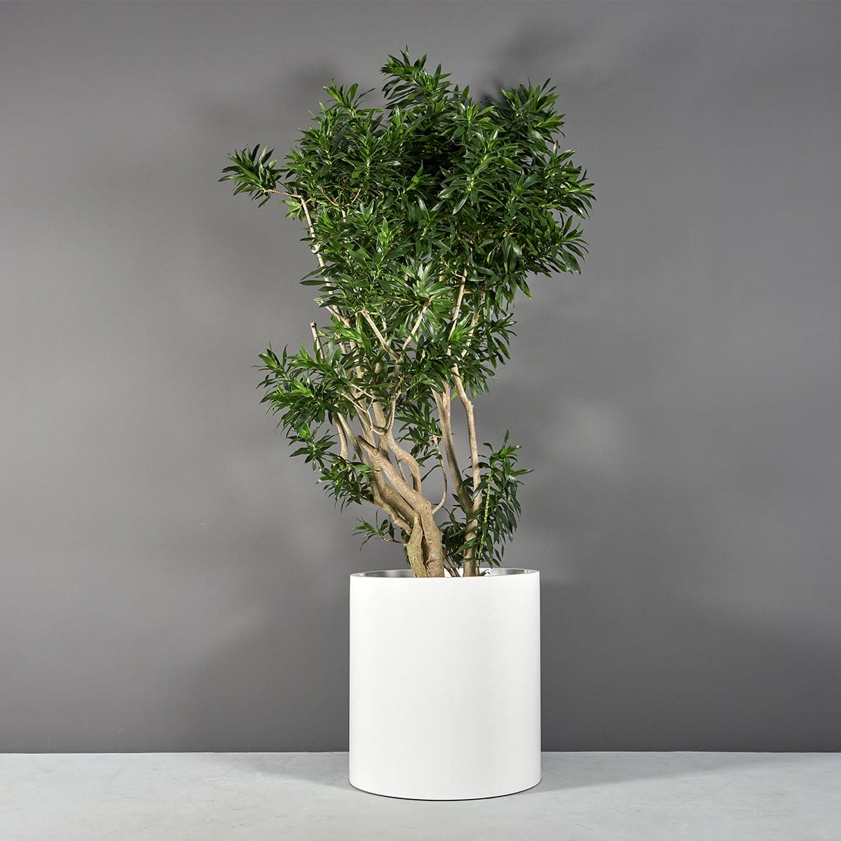Rio Grande 30 in in Matte Bright White with a small tree