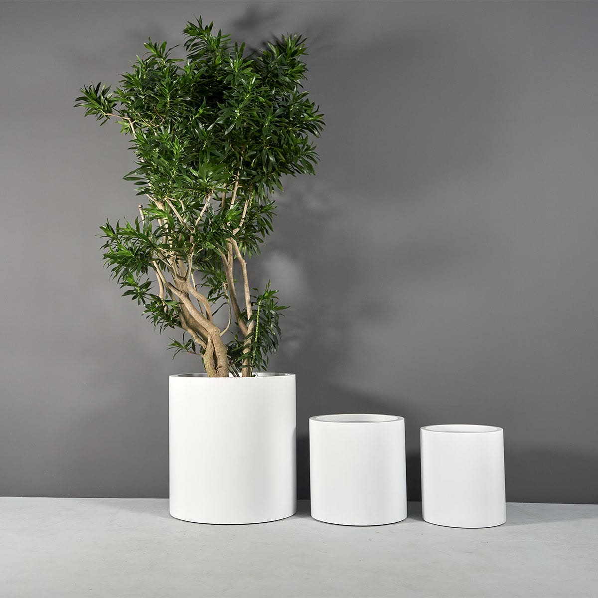 All three Rio Grande sizes, the largest with a small tree